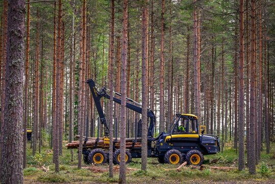Logging Timber Harvesting  Forest Machine