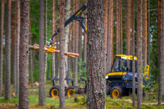 Logging Timber Harvesting  Forest Machine