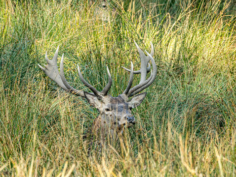 T&ecirc;te de cerf &eacute;laphe &eacute;mergeant des hautes herbes