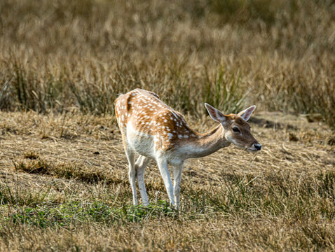 Faon broutant, t&ecirc;te baiss&eacute;e dans les herbes