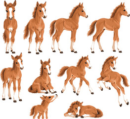 Obraz premium Baby Foal Vector Set with Cute Horse Standing Running Jumping Sitting and Resting Poses Illustration Collection
