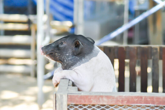 Miniature pig, Porcula salvania or Pot bellied pig or Pygmy hog or Sus salvanius or Sus scrofa domesticus or baby pig