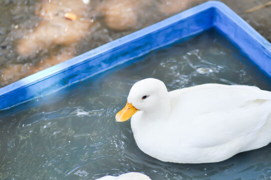 Call Duck or duck or small duck or white duck