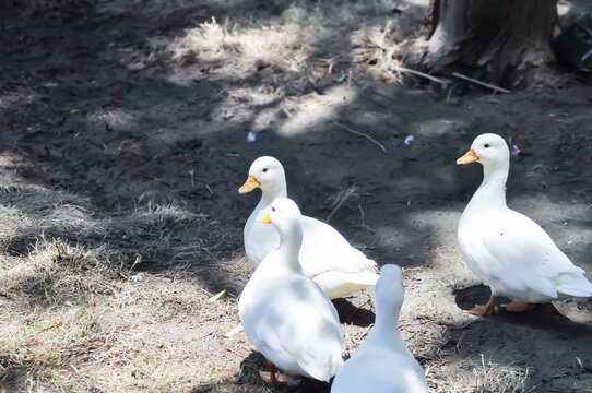 Call Duck or duck or small duck or white duck