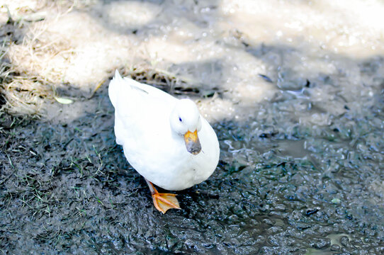 Call Duck or duck or small duck or white duck