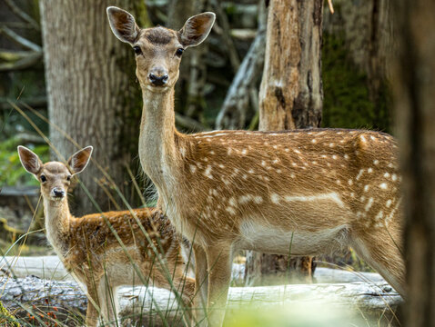 Daine tachet&eacute;e regardant l'objectif entre les arbres