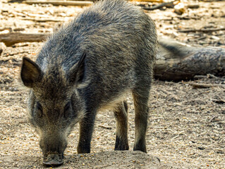 Sanglier debout de profil sur sol clair © Ludovic