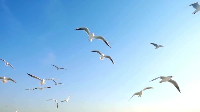 Flock of seagulls flying against the bright blue summer sky

