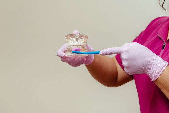 Dental professional demonstrating teeth brushing technique with jaw model
