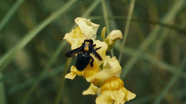 Large carpenter bee collecting nectar from a bright yellow flower