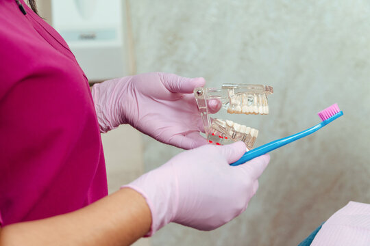 Dentist teaching oral hygiene using teeth replica and toothbrush