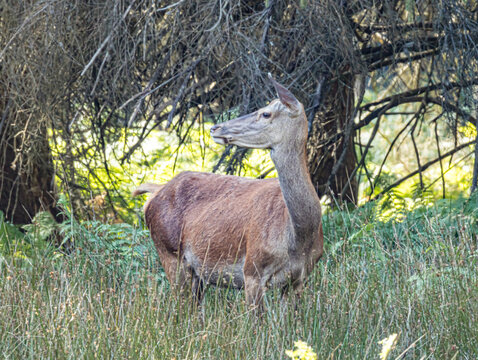 Biche cou tendu vers le haut dans un sous-bois sombre