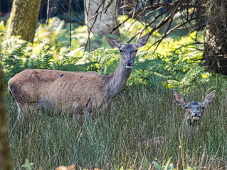 Biche de profil, oreilles dressées en alerte © Ludovic
