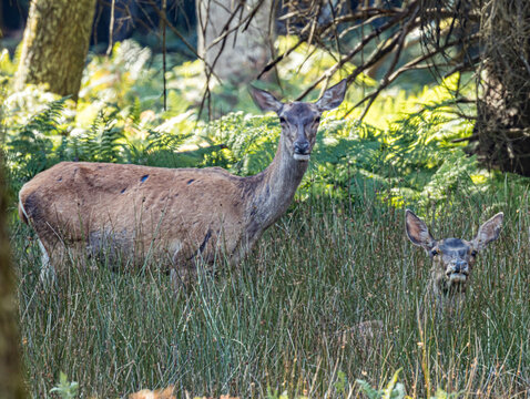 Biche de profil, oreilles dress&eacute;es en alerte