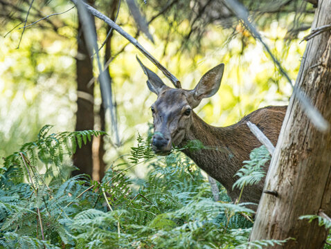 Biche face &agrave; l'objectif, lumi&egrave;re tamis&eacute;e en for&ecirc;t