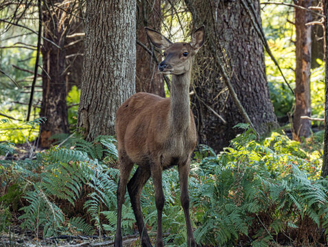 Biche debout entre les troncs d'arbres