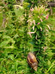 chestnuts on a tree © KIM