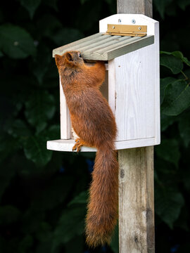 Red squirrel climbing on a wooden feeder and reaching under the lid for food, with its long bushy tail hanging down against a dark leafy background.