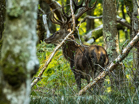 Cerf &eacute;laphe derri&egrave;re une branche dans un sous-bois moussu