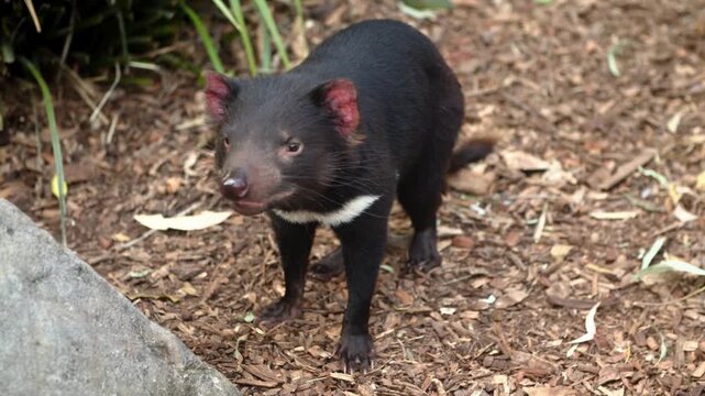 Tasmanian devil standing in the wild australian forest ground
