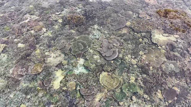 Healthy corals are exposed during low tide at the edge of Sangalaki Island in the scenic Derawan Archipelago of East Kalimantan, Indonesia. This area harbors extraordinary marine biodiversity.