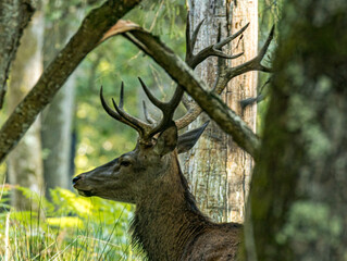 Cerf élaphe de profil dans un sous-bois lumineux © Ludovic