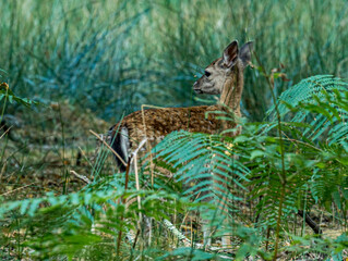 Daine de profil dans une végétation dense © Ludovic