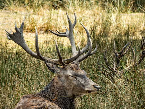 Cerf &eacute;laphe au bois large, regard tourn&eacute; de c&ocirc;t&eacute;