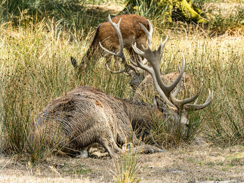 Cerfs &eacute;laphes au repos, l'un couch&eacute; et l'autre broutant