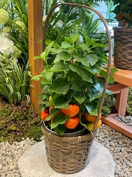 Potted Japanese lantern plant with orange fr