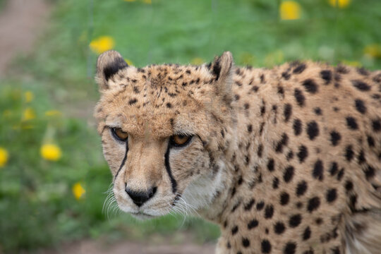 male gepard cheetah in the zoo Wilhelma in Stuttgart strolling around his area