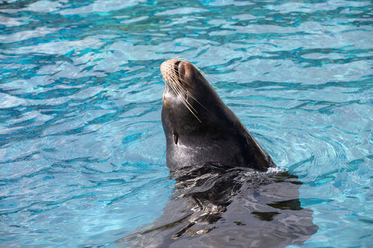 detail of swimming sea lion in the water