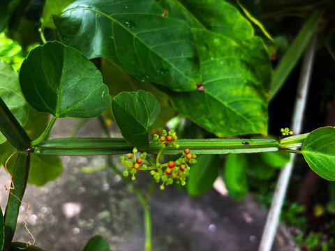 Close up of small green buds on Cissus quadrangularis stem growing in natural garden setting