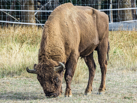 Bison broutant dans un enclos herbeux