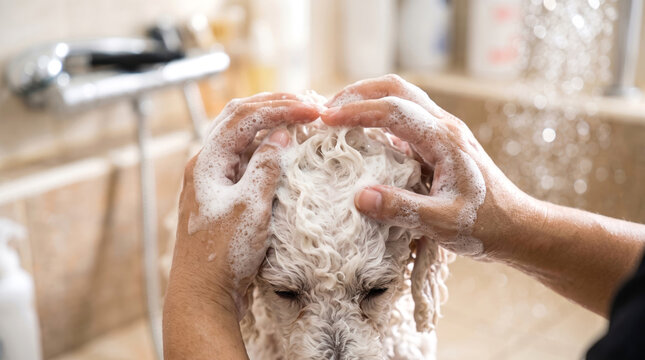 Owner Washing White Poodle Dog Head with Soapy Shampoo in Bathroom