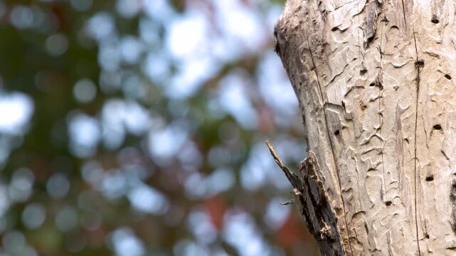 Close-up footage of rough tree bark with intricate patterns and small holes, blurred green and red foliage background.