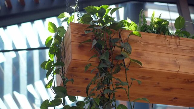 Low angle shot of wooden hanging planter with lush green pothos and fern plants indoors