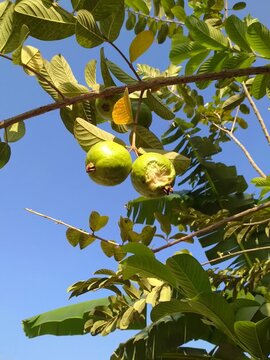 Fresh green guava fruits hanging on a tree branch with lush leaves against a clear blue sky, capturing a natural tropical harvest scene in bright daylight.