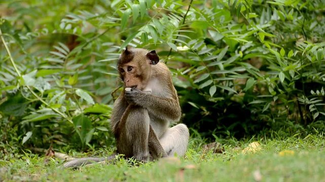Wild crab-eating macaque monkey sitting in the lush tropical forest
