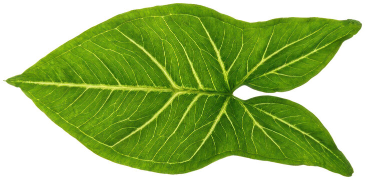 Green arrowhead plant leaf with yellow veining.