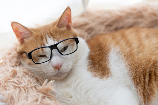 窓辺で眠る眼鏡をかけた猫　茶トラ白	