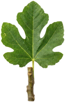 Green fig leaf isolated on black background.