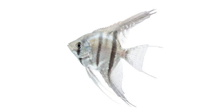 Angelfish on white background, silver freshwater pterophyllum scalare with black stripes, tropical aquarium fish cutout
