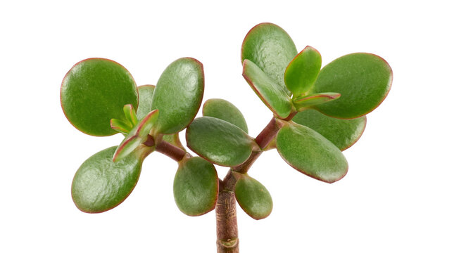 Jade plant succulent with green oval leaves, Crassula ovata money tree branch on white background, indoor houseplant macro