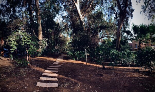 path in the tree, nature, forest, green, trees, landscape, wood, park, sky, branch, plant, leaf, summer, leaves, pine, spring, branches, natural, autumn, old, woods, outdoors, rock, blue, olive