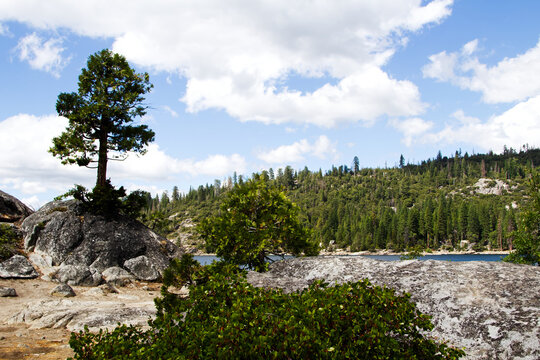 Pine Tree Growing Out Of Granite Rock With Manzanita Bush In Foreground
