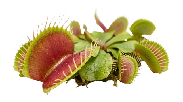 Venus flytrap carnivorous plant on white background. Exotic Dionaea muscipula with open traps. Green and red predatory houseplant.