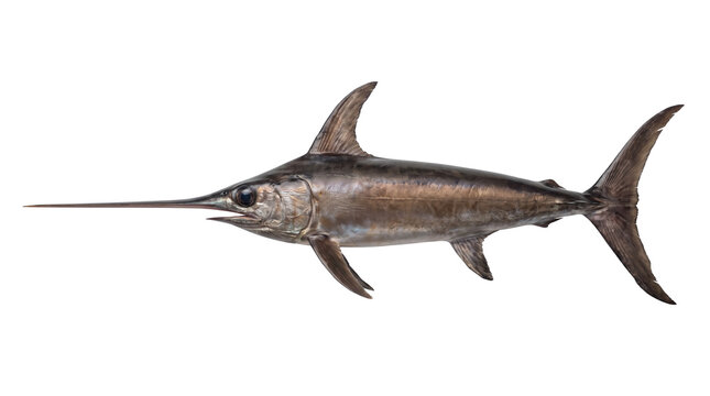Swordfish isolated on white background, fresh whole broadbill swordfish trophy, saltwater game fish for seafood menu or fishing design