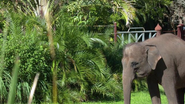 A young asian elephant slowly walking from right to left in a natural green environment on a sunny day.