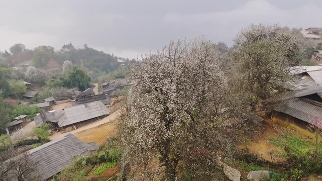 Wild Apple Trees in Full White Bloom Beside Traditional Highland Homes in Nam Nghiep, Son La, Northwest Vietnam in Spring